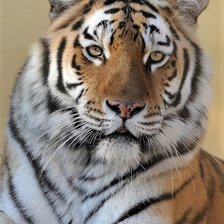 Схема вышивки «№2477699»