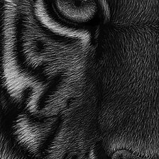 Схема вышивки «Тигр»