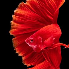 Схема вышивки «Красная рыбка»