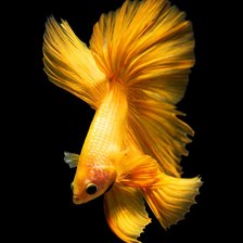 Схема вышивки «Жёлтая рыбка»