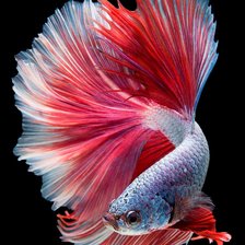 Схема вышивки «Перламутровая рыбка»