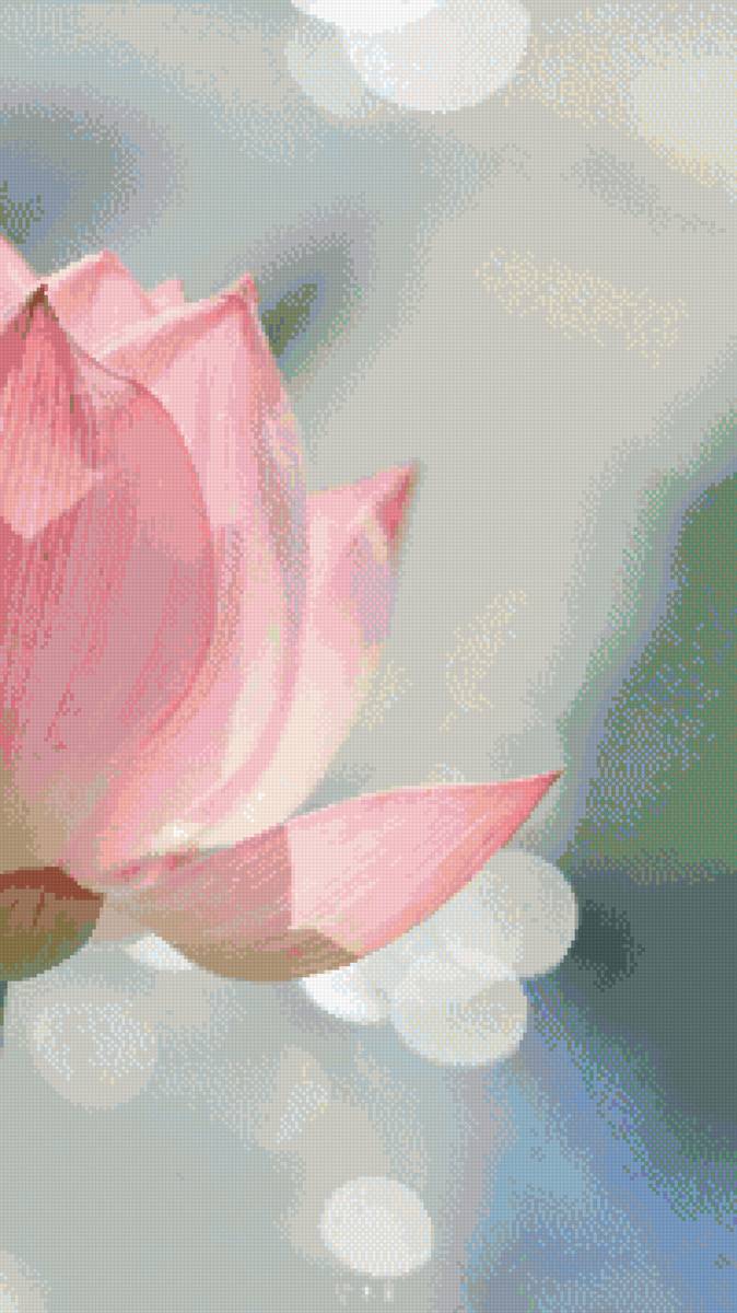 Лотос - лотос, растения, природа - предпросмотр