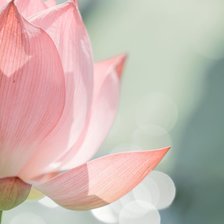 Схема вышивки «Лотос»