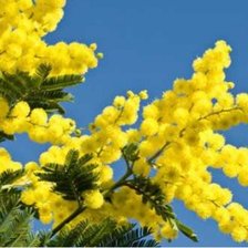 Схема вышивки «Mimosa»