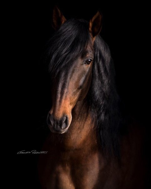 Лошадь. - лошадь. животные. - оригинал