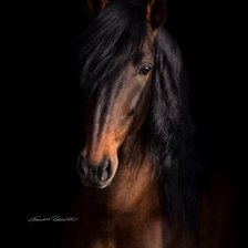 Схема вышивки «Лошадь.»