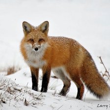 Схема вышивки «№2478545»