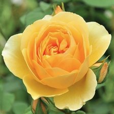 Схема вышивки «Роза»