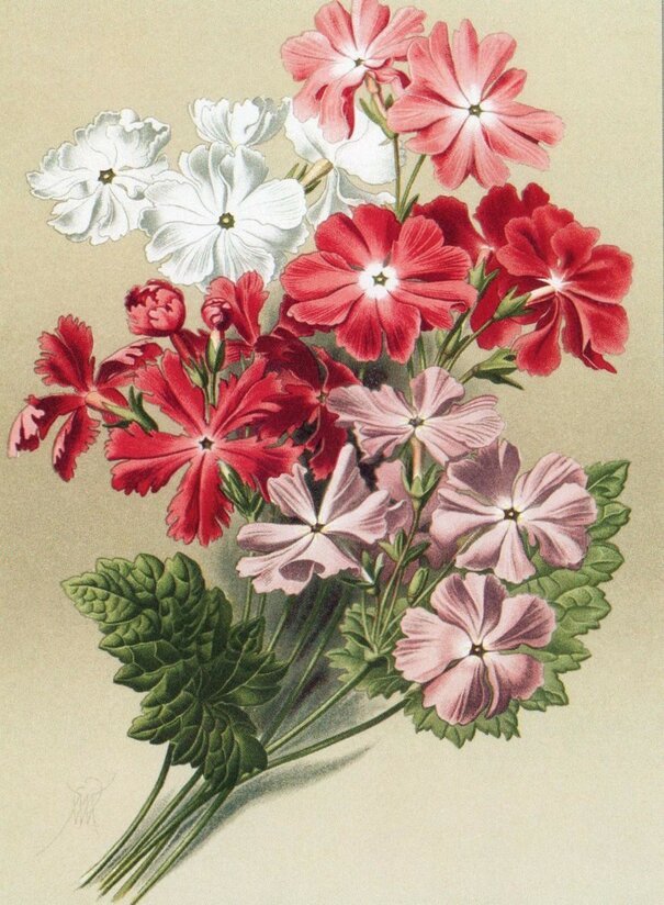 Худ.В.Н.Мюллер - цветы, живопись - оригинал