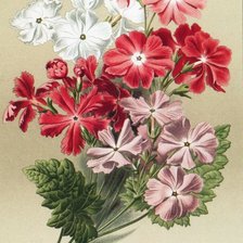 Схема вышивки «Худ.В.Н.Мюллер»