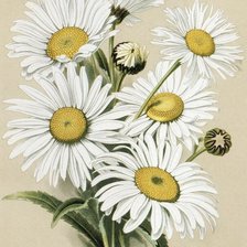 Схема вышивки «Худ.В.Н.Мюллер»