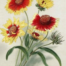 Схема вышивки «Худ.В.Н.Мюллер»