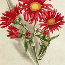 Схема вышивки «Худ.В.Н.Мюллер»