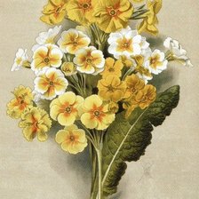 Схема вышивки «Худ.В.Н.Мюллер»