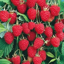 Схема вышивки «№2479126»