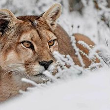 Схема вышивки «Пума»