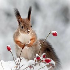 Схема вышивки «Белочка»