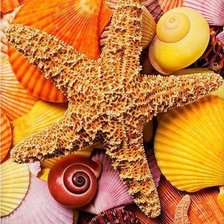 Схема вышивки «Ракушки»