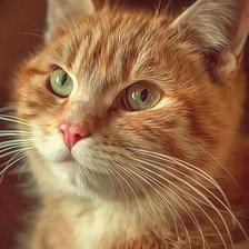 Схема вышивки «№2480169»