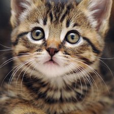 Схема вышивки «№2480171»