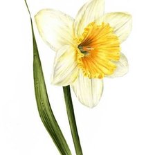 Схема вышивки «Влюблённо-бледный нарциссс»