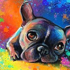 Французский бульдог