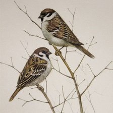 Схема вышивки «№2481483»