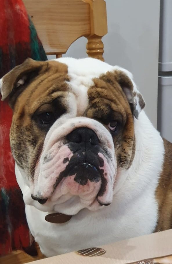 Бульдог Макс - оригинал