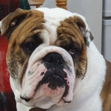 Схема вышивки «Бульдог Макс»