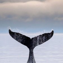 Схема вышивки «Кит»