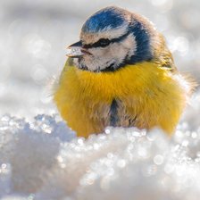 Схема вышивки «Лазоревка»