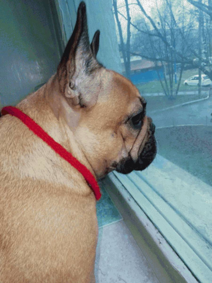 Шанель в ожидании - предпросмотр