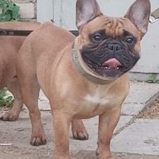 Схема вышивки «Норис»