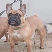 Схема вышивки «Норис»