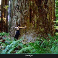 Схема вышивки «Дерево в Эквадоре»