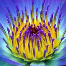 Схема вышивки «№2481873»