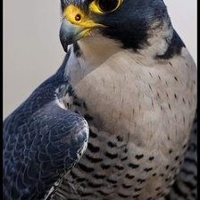 Схема вышивки «№2481937»