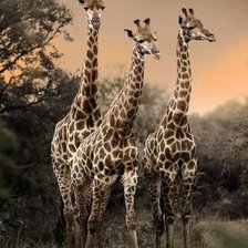 Схема вышивки «Жирафы»