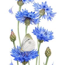 Схема вышивки «№2481967»