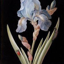 Схема вышивки «№2481969»