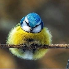 Схема вышивки «Лазоревка»