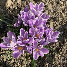 Схема вышивки «Крокус»