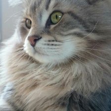 Схема вышивки «Серый кот»