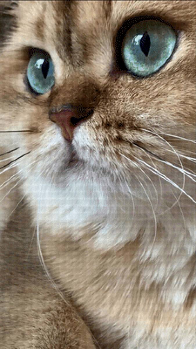 Голубоглазый любимчик - кошки, коты, животные - предпросмотр