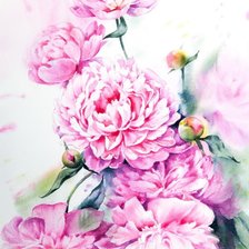 Схема вышивки «Пионы акварель»
