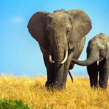 Схема вышивки «Слоны»