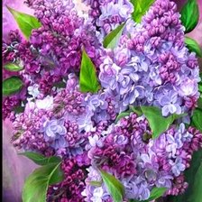 Схема вышивки «Сирень»