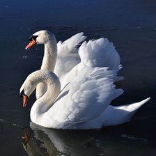 Схема вышивки «№2483882»