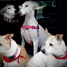 Схема вышивки «№2484046»