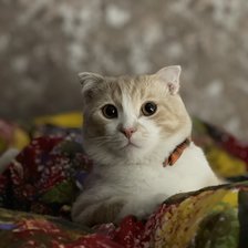 Схема вышивки «Кот Персей»